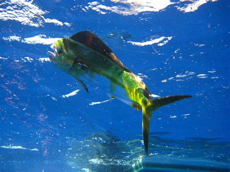 sea fish|Saltwater fish .